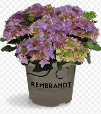 Hydrangea macrophylla Rembrandt Antico Fresco_1