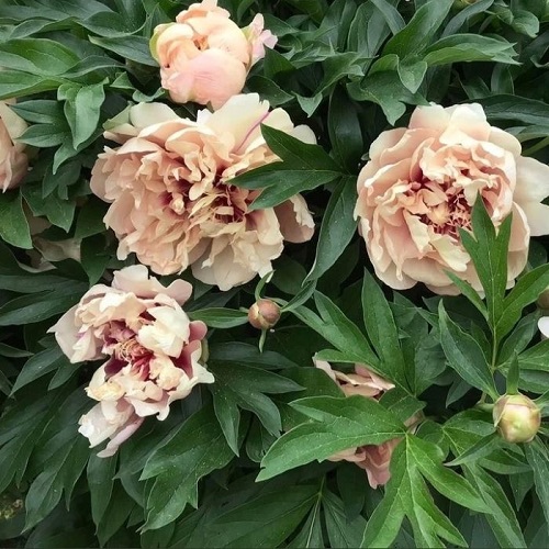 Paeonia Oochigeas