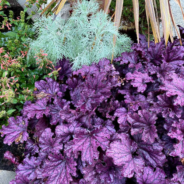 Heuchera Forever Purple_2