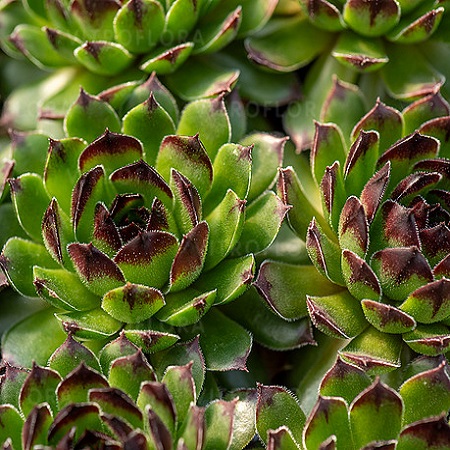 Sempervivum Reinhard_2