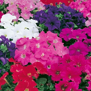 Petunia Festival  Mix