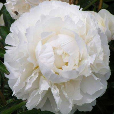 Paeonia Bowl of Cream_2 (1)