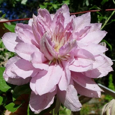 Clematis Violet Elizabeth