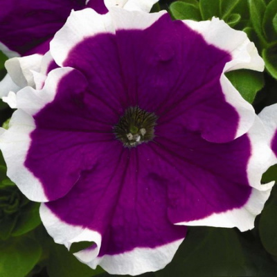 Petunia Festival Frost Velvet