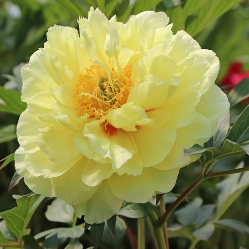 Paeonia Bartzella_1