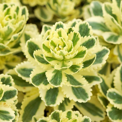 Sedum Atlantis_3