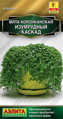 Мята корсиканская Изумрудный каскад (Аэлита)