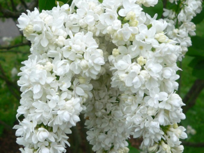 Syringa vulgaris Miss Ellen Willmott