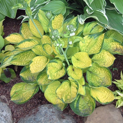 Hosta Rainforest Sunrise1