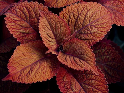 Coleus Bronze Age