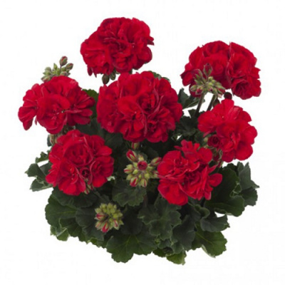 Pelargonium  Castello Bernd dark red