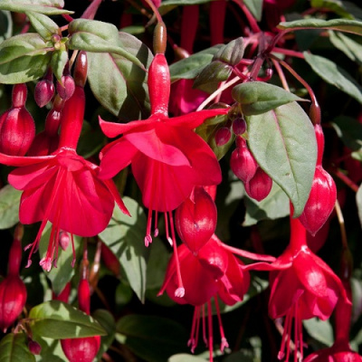 Fuchsia Marinka