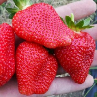 Fragaria Alba