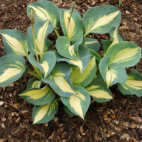 Hosta Dream Queen