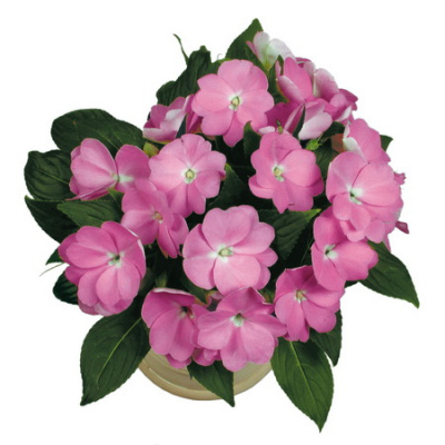 Impatiens PARADISE Yoco
