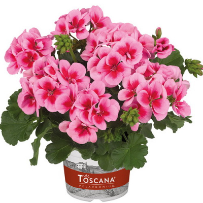 Pelargonium zonale Toscana Smart Pink Splash