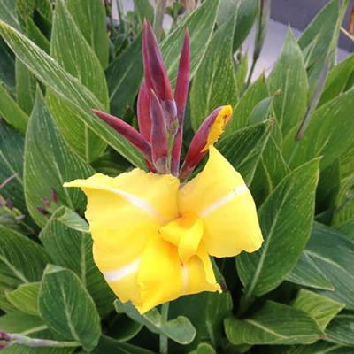 Canna Striped Beauty