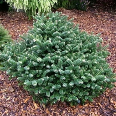 Abies Alpin Star