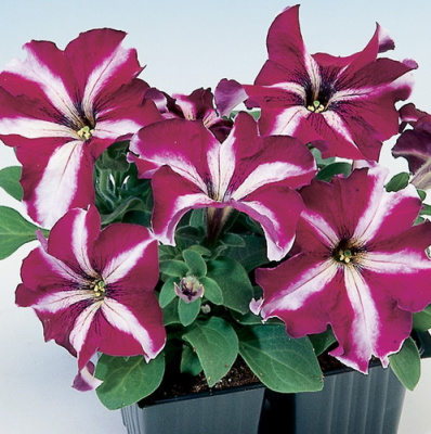 Петуния Tango Burgundy Star