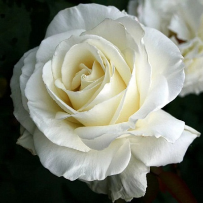 Rosa Izel of white