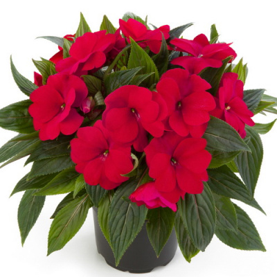 Impatiens Paradise Martinique