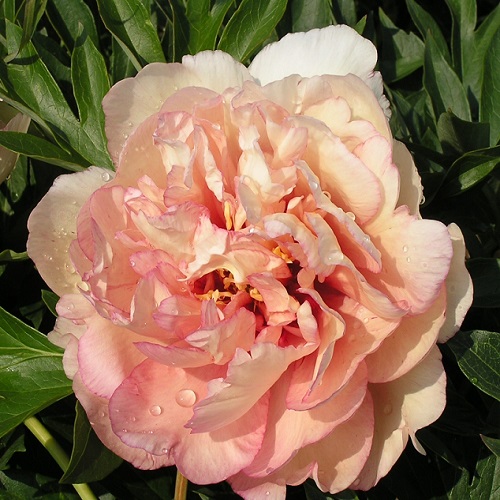 Paeonia itoh Scrumdidleumptious