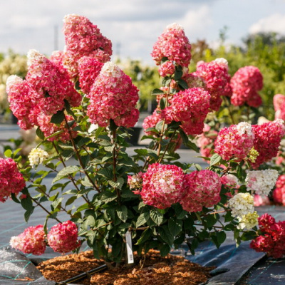 Hydrangea paniculata Samarskaya Lidiya