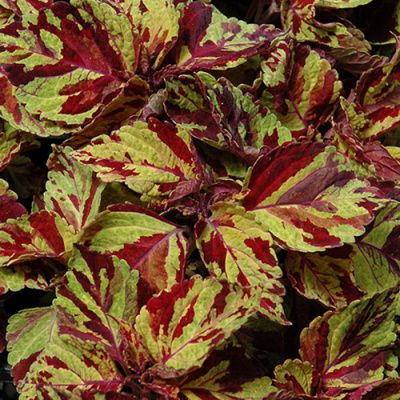 Coleus Wizard Mosaic
