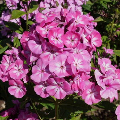 Phlox Anastasia