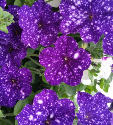 Petunia Constellation-Virgo