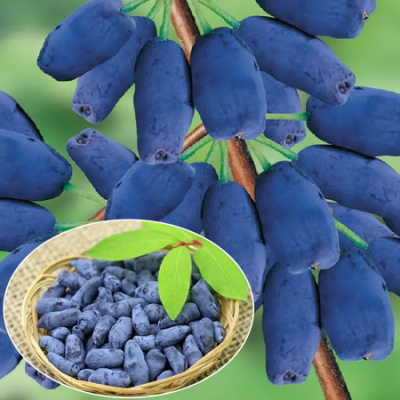 Lonicera Вlue Velvet