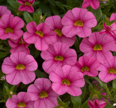 Calibrachoa Unique Dark Pink