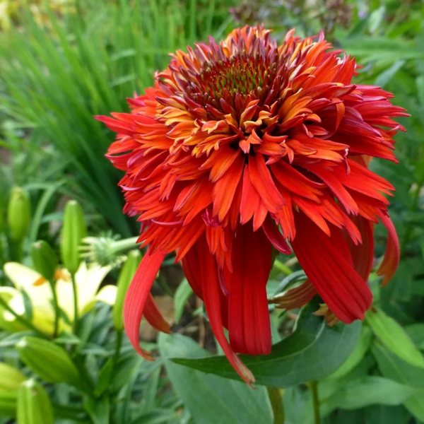 Echinacea Hot Papaya_2
