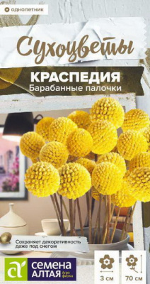 Краспедия Барабанные палочки, шаровидная