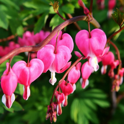 Dicentra spectabilis (1)