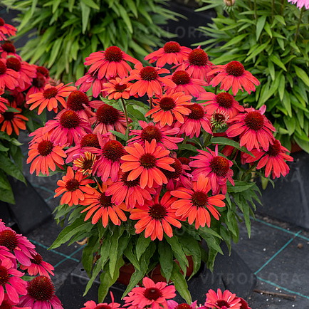 Echinacea SunMagic Vintage Ruby_1