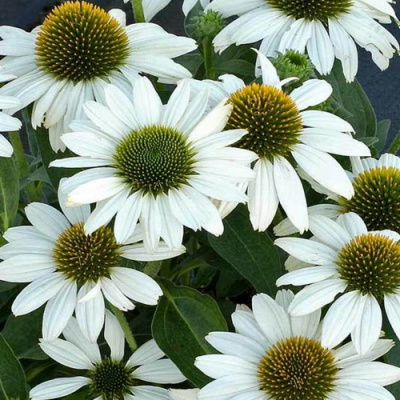 Echinacea Kismet White