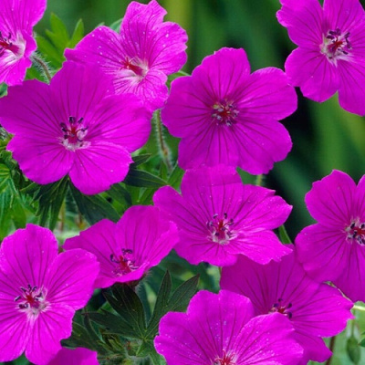 Geranium Tiny Monster