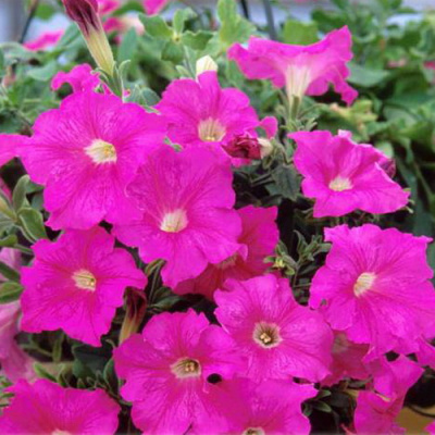 Fanfare Rose