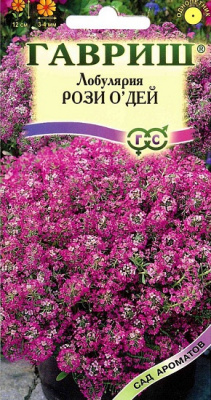 Лобулярия Рози Одей