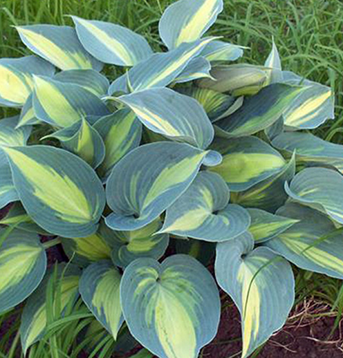 Hosta Caterine_5