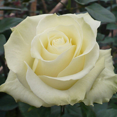 Rosa White Chocolate