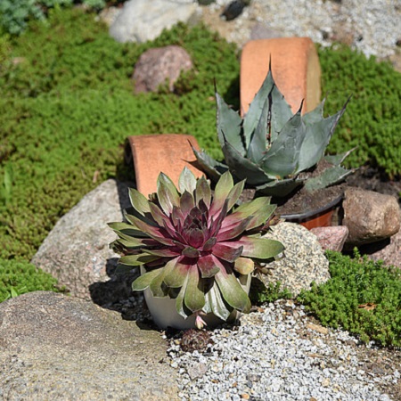 Sempervivum BigSam Pink Pomelo_3