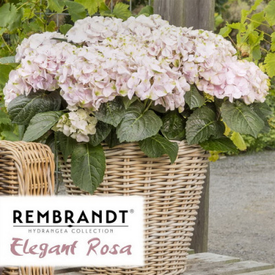 Гортензия Rembrandt Elegant Rosa