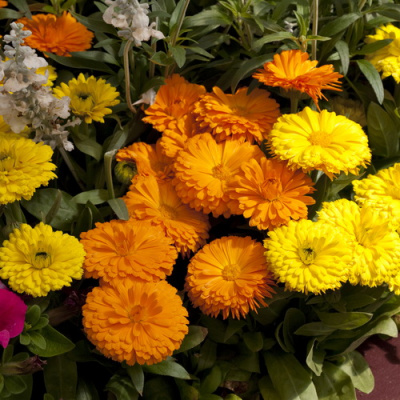 Calendula Costa Mix