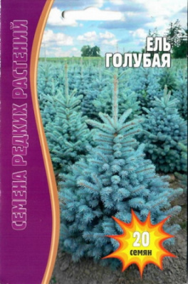 Ель Голубая