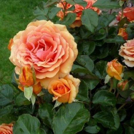 Rosa Ashram_3