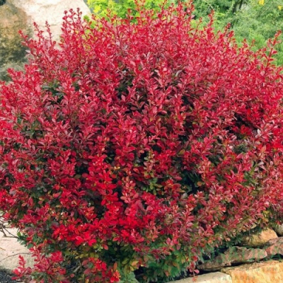 Berberis Red Compact