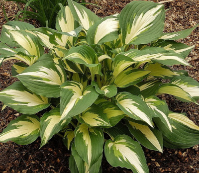 Hosta Christmas Candy