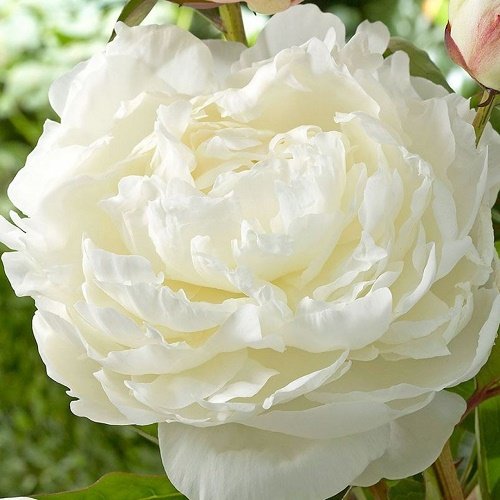 Paeonia Elsa Sass